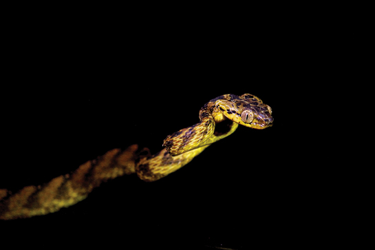 Cat snake