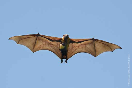 Indian Flying Fox