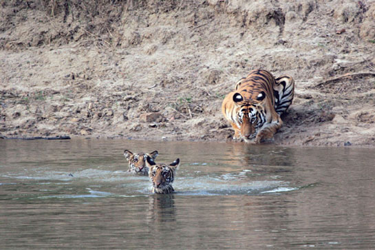 The productivity of the Tala Range often results in a baby boom for tigers. This tigress has taken her seven-month-old cubs to a waterhole in the Bandhavgarh Tiger Reserve. While patrolling their territories, tigers often use soft-mud roads where they leave telltale pugmarks that visitors invariably look out for.