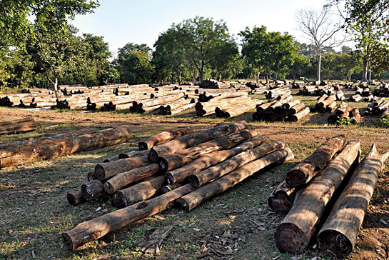 Unrestrained hunting and clearing of forests is causing the disapperance of species and biodiversity at an alarming rate.