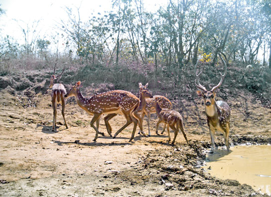 A once degraded and uncultivable piece of land in Chimur in Chandrapur district in Maharashtra, has now been regenerated by a consortium of private owners into a wilderness that is a welcome haven for all sorts of wildlife.