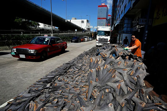 A shark fin worker dries shark fins on the street in Hong Kong