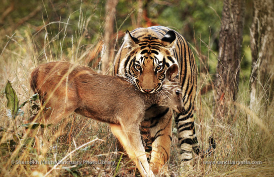 Big cat sightings such as this are undoubtedly great to come by, but tourists often resort to underhanded ways to be assured of one.