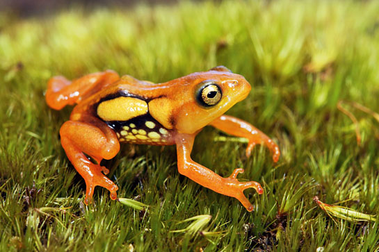 Resplendent shrubfrog
