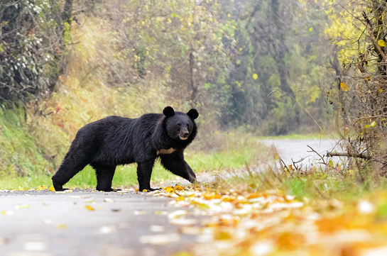 Dachigam National Park, located just 21 km. away from Srinagar in Jammu and Kashmir is one of India's most aesthetic wildlife refuges, set aside to protect the endangered hangul deer, but which ends up protecting a significant population of Himalayan black bears too.