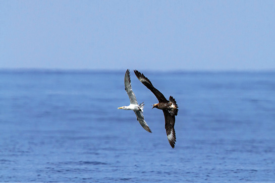 The author, during his birding trip, witnessed an immature Arctic Skua harassing a Greater Crested Tern until it regurgitated its food, which was grabbed mid-air by the aggressive seabird.