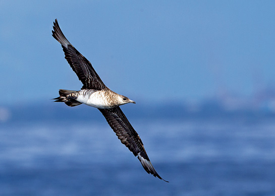 Arctic Skuas, also known as Parasitic Jaegers, have earned a reputation of being pirates of the high seas for stealing much of their food from other birds.