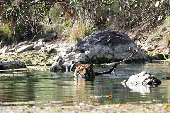 T24, or Ustad, a legendary Ranthambhore tiger, has become a household name in the country since he was moved out of the park after he killed his fourth human T24, or Ustad, a legendary Ranthambhore tiger, has become a household name in the country since he was moved out of the park after he killed his fourth human