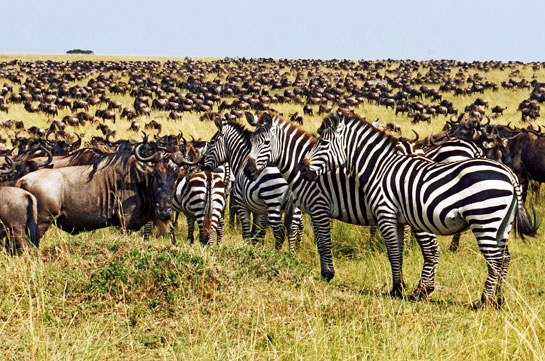 Over a million wildebeest, along with zebras, gazelles and elands, migrate annually between the Serengeti and Masai Mara in Africa in search of fresh pasture.