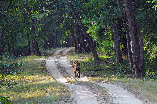 Once the reigning king of Tala range, the old and wounded Bamera has now been shifted to the Baherha enclosure in Maghdi zone as he had been entering villages frequently to kill cattle.