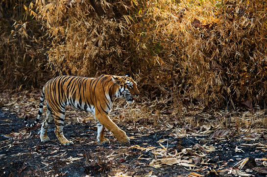 Tigress Maya in Tadoba-Andhari Tiger Reserve.