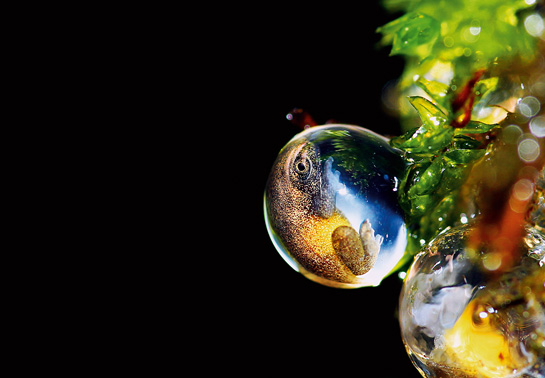 Suspended in a crystalline, limpid egg that is a hair's breadth from hatching, this is the highly-developed embryo of an Amboli bush frog. Its shimmering, glassy home provides a startlingly voyeuristic glimpse at... life before birth.