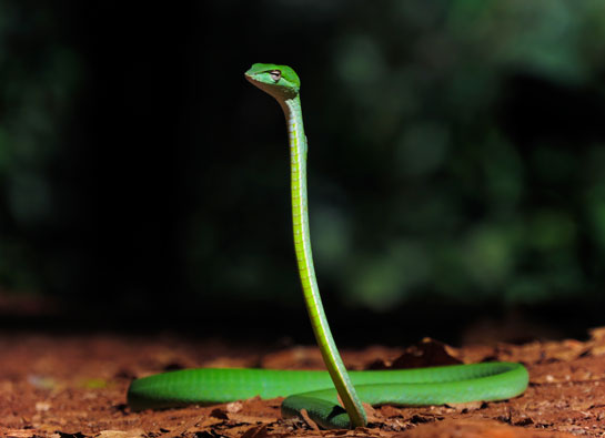 Vine Snake