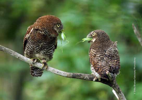 Jungle Owlet Glaucidium radiatuam