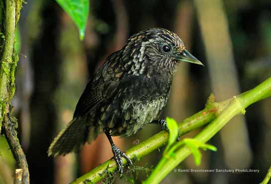 Sikkim Wedge-billed Babbler