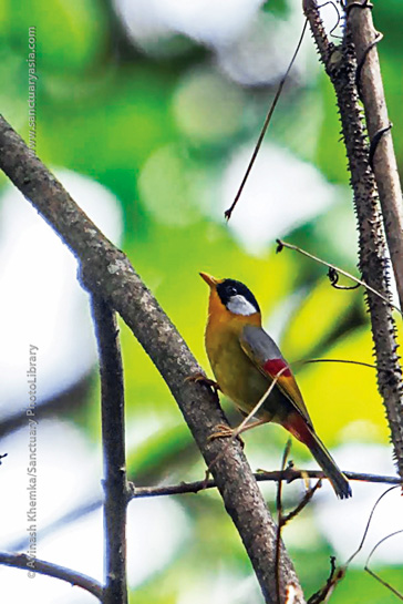 The gorgeous, aptly-named Silver-eared Mesia is found across Southeast Asia. It nests near ground level, and both parents take turns to incubate the eggs.