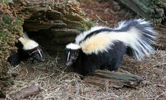 Although the most common fur color is black and white, some skunks are brown or grey, and a few are cream-colored. All skunks are striped, even from birth.