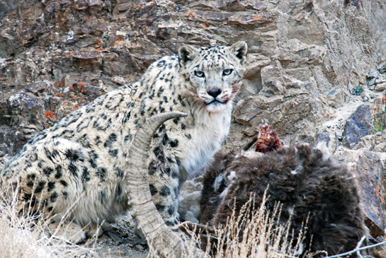 A snow leopard spotted with its kill.