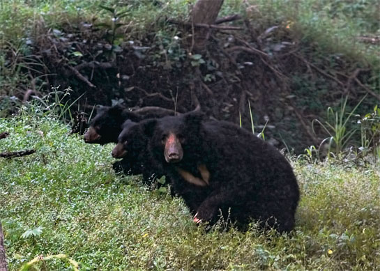 A mother sloth bear and her adolescent cubs momentarily pause before scurrying across the teak-dominated forests of Madhya Pradesh's Pench Tiger Reserve.