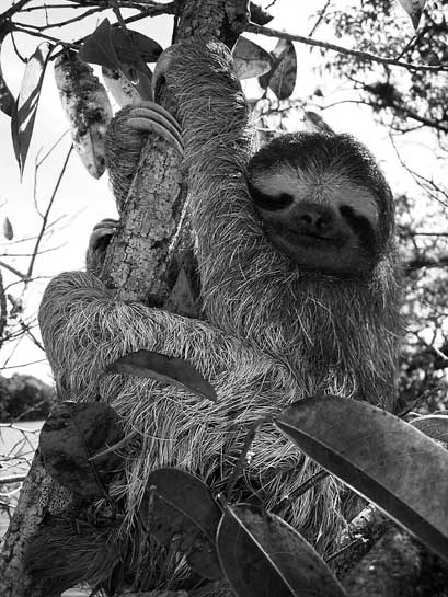 The three-toed sloth is an agile tree dweller. Although it is extremely slow to climb trees and cover distances on the ground, it is a fast swimmer.