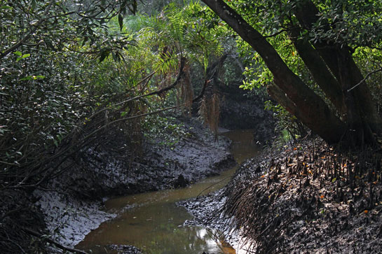 The Bhitarkanika Wildlife Sanctuary and National Park spans 672 sq. km. and harbours an expansive mangrove-lined creek-and-delta-wilderness.