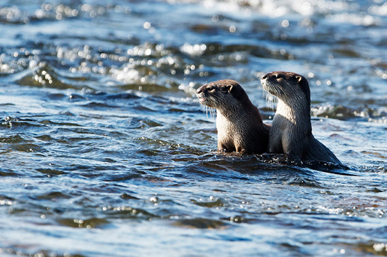Smooth-coated otters Lutrogale perspicillata at Corbett Tiger Reserve.Smooth-coated otters Lutrogale perspicillata at Corbett Tiger Reserve.