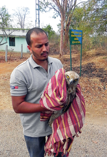 In a world far removed from his private practice, WTI veterinarian Dr. Shantanu Kalambi, releases a Short-toed Snake-eagle near the Metikuppe range barrier in Nagarahole. In a world far removed from his private practice, WTI veterinarian Dr. Shantanu Kalambi, releases a Short-toed Snake-eagle near the Metikuppe range barrier in Nagarahole.