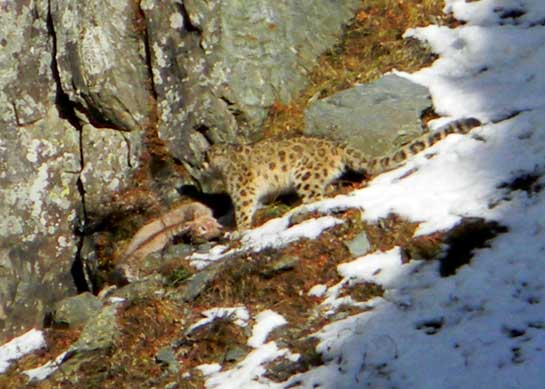 The snow leopard Panthera unica seen here with its prey, as sighted by researchers for the first time in the Kutgi Wildlife Sanctuary.  
