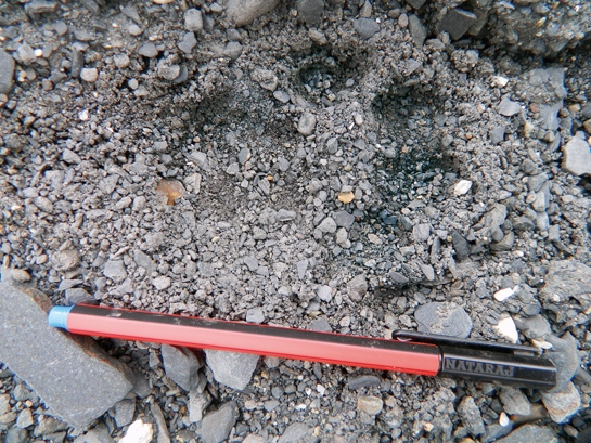 Though the WWF team were only able to collect indirect evidences such as pugmarks, they were able to positively establish the presence of the snow leopard in the western Arunachal landscape.