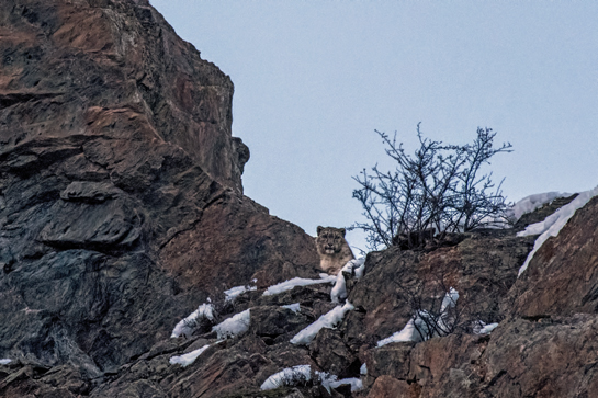 This stunning snow leopard image taken by Project Leader Shiv Kumar is one of the first clear images of this elusive cat from the Lahaul Forest Division that was not obtained through a camera trap. Shiv spent eight years in pursuit of such an opportunity.