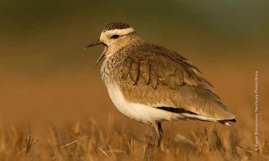 Sociable Lapwing