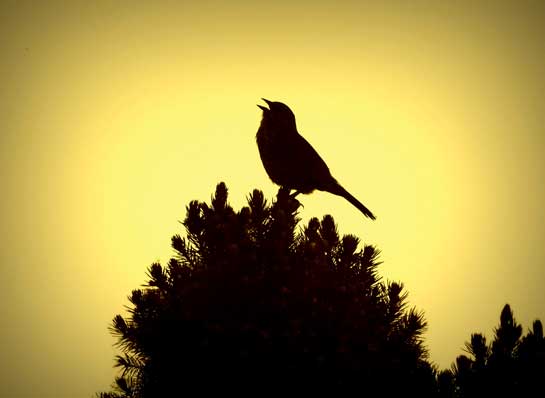 Song birds like these are often considered to be of little use - their melodies either written off as a random amalgamation of sounds, or worse yet, as an irritation.
