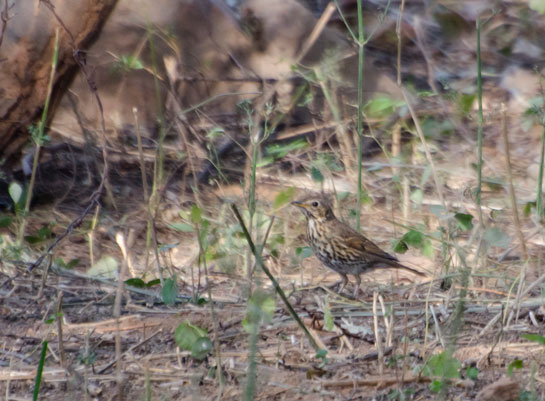 Song Thrush breeds in Europe and winters in Africa. Supposed to be a vagrant, this bird was first (and last) sighted in India in 1981 (Ladakh, Jammu and Kashmir).