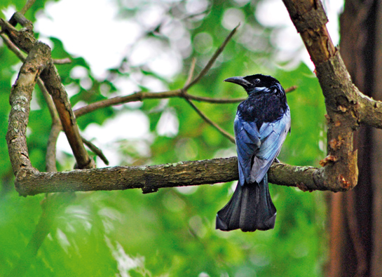 Spangled Drongo