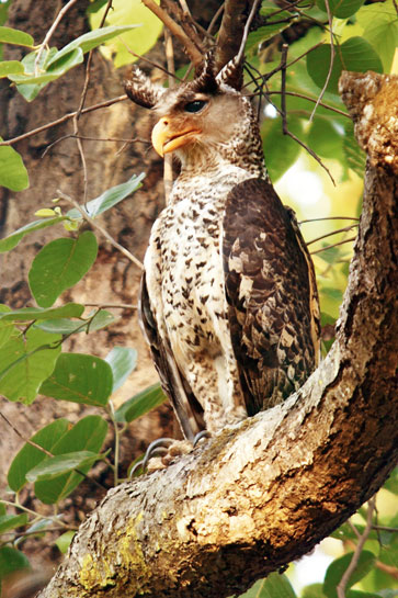 The author and his team documented over 200 bird species in the course of their bird survey in the Eastern Ghats in Tamil Nadu. A sighting of the Spot-bellied Eagle-owl (left), proved to be a lifer for the author. The author and his team documented over 200 bird species in the course of their bird survey in the Eastern Ghats in Tamil Nadu. A sighting of the Spot-bellied Eagle-owl (left), proved to be a lifer for the author.