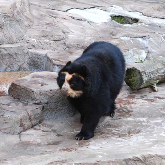 The spectacled bear can only be found in the Andes, and is named for the spectacle-shaped markings around its eyes. 