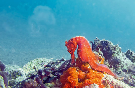 The spiny seahorse is named after the spines that project from the corners of the bony plates covering its body.