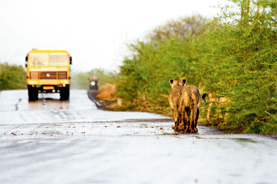 Two lion cubs stare at a truck speeding towards them on a state highway in Amreli district of Gujarat, while their mother disappears into the nearby bushes.