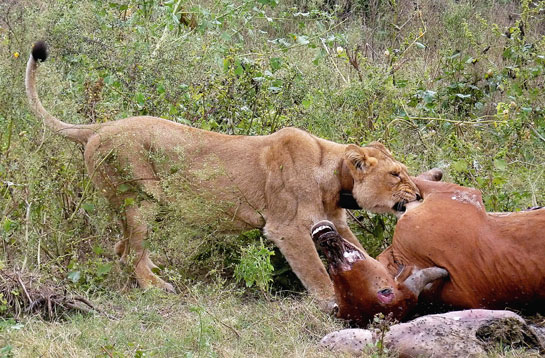 A collared lioness drags her kill out of the thickets after the team gained her confidence by following and observing her quietly for several weeks.
