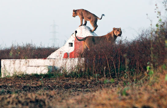 A collared lioness and her male cub offer their morning prayers at a village temple, which would soon be bustling with humans.