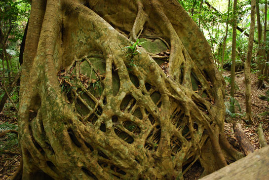 Strangler figs stop the flow of nutrients of its host tree, literally strangling it to death, leaving only a hollow trunk!