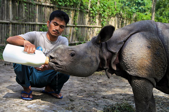 Maheshwar Basumatary, who works with the International Fund for Animal Welfare - Wildlife Trust of India, earned his nickname &acirc;Ontai' or stone for his ability to think clearly in difficult situations and his determination to protect the wild heritage of the Bodo people.