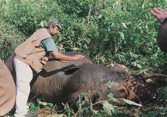 Subrata Pal Chowdhury, a technical assistant with the West Bengal Wildlife Wing, treating an elephant injured in a train accident.