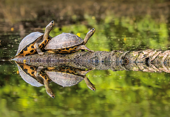 Species such as these Indian roofed turtles are considered acceptable collateral damage by infrastructure and real estate developers, who do not understand the value of India's rivers, wetlands, coasts and other ecosystems.