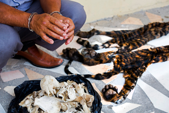 Hand-cuffed suspect next to skins and bones of two critically endangered Sumatran tiger cubs