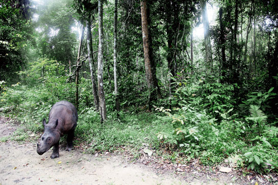 Smallest among all extant rhino species, the Sumatran rhino is the only Asian rhino with two horns.