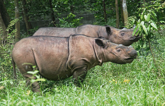 A pair of Sumatran rhinos at the Way Kambas National Park in Indonesia.
