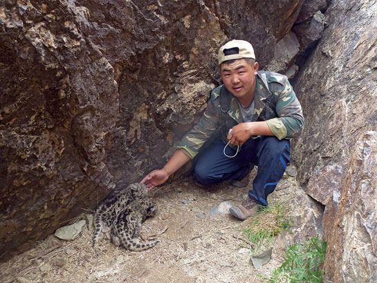 A file picture of Sumbee with two snow leopard cubs in the Tost Mountains. He dedicated his life's work to secure their and other snow leopards' future.