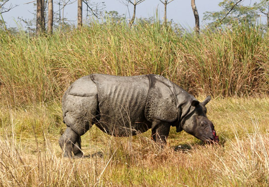 This rhino at Orang National Park, Assam, lived painfully for several hours before it had to be euthanised by the heartbroken protection staff of the reserve.