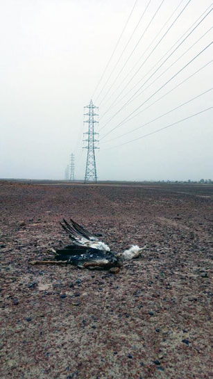 The birds and other wildlife of the vast, arid Thar desert must run a gauntlet of metalled roads, wind turbines, electrical transmission lines and other urban infrastructure, all of which intrude into once undisturbed lands.